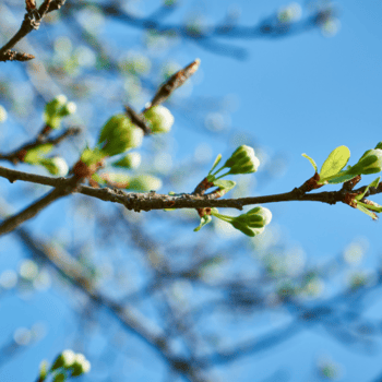 Happy Spring! Here are Five Reasons to Celebrate this Season!