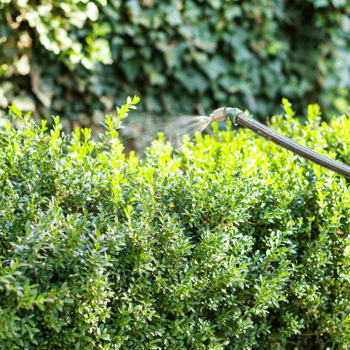 Glyphosate: How to Combat this Commonly Used, Dangerous Pesticide