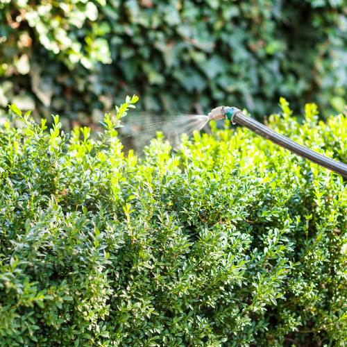 Glyphosate: How to Combat this Commonly Used, Dangerous Pesticide