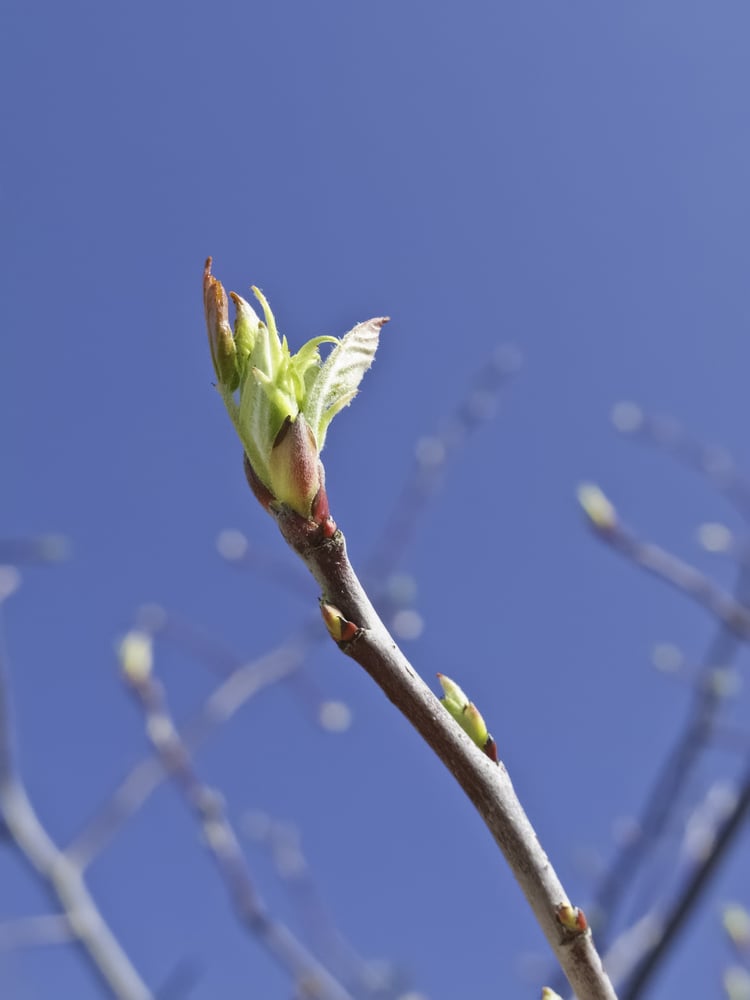 Add a Restoring Detox to Your Spring Cleaning To-Do List!