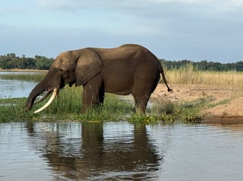 From Princeton to Zambia: Dr. Vincent Leonti’s Journey Toward Global Healing and Human Longevity