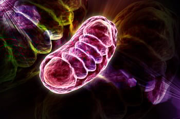 Understanding & Navigating Mitochondrial Disease