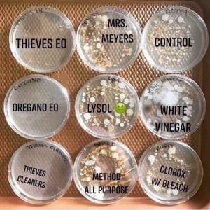 thieves petris 1