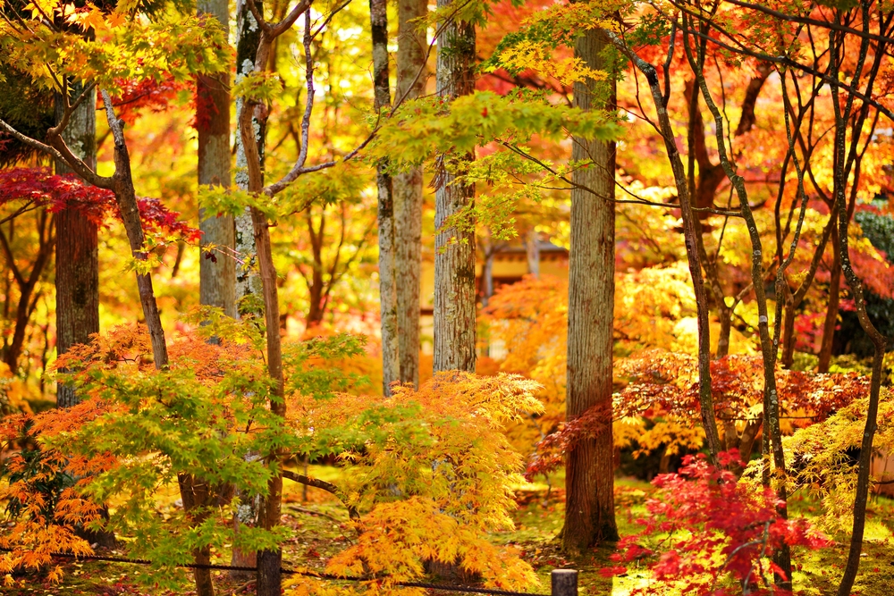 Autumn Immunity Boost: Dr. Vinny's Strategies for a Resilient Fall